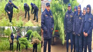 लागुऔषध नियन्त्रण अभियान पर्सामा-प्रहरी निरीक्षक पौडेलद्वारा अवैध गाँजा खेती नस्ट
